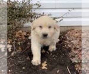 Goldendoodle-Poodle (Standard) Mix Puppy for sale in LEBANON, PA, USA