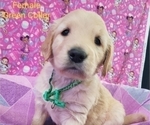 Small Photo #8 Golden Retriever Puppy For Sale in SACRAMENTO, CA, USA