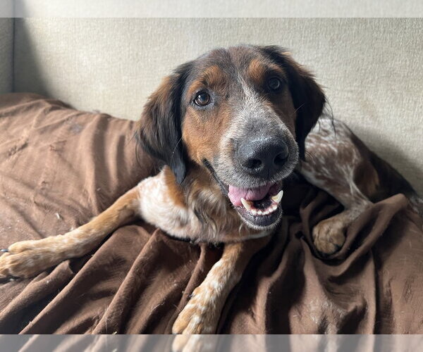 Medium Photo #4 Mutt Puppy For Sale in Elmsford, NY, USA