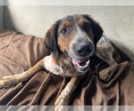 Small #3 Mutt