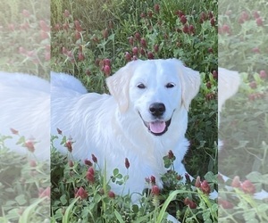 Mother of the English Cream Golden Retriever puppies born on 03/07/2025