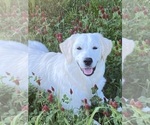Small Photo #1 English Cream Golden Retriever Puppy For Sale in ROCKY FACE, GA, USA