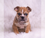 Small #10 English Bulldog