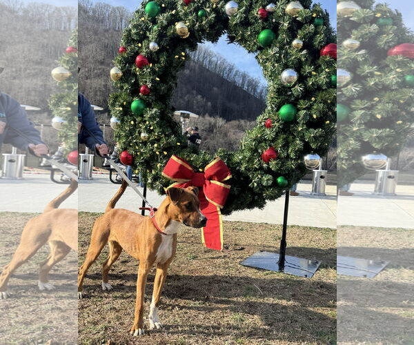 Medium Photo #3 Mountain Cur-Unknown Mix Puppy For Sale in Hinton, WV, USA