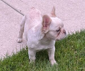 French Bulldog Puppy for sale in CHICAGO, IL, USA