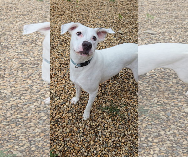 Medium Photo #1 Boxer-Dalmatian Mix Puppy For Sale in Estherville, IA, USA