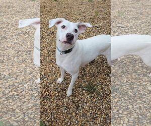 Boxer-Dalmatian Mix Dogs for adoption in Estherville, IA, USA