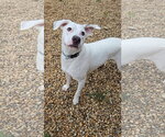 Chase - Male Boxer-Dalmatian Mix Dog for Adoption - Small photo