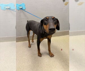 Doberman Pinscher-Unknown Mix Dogs for adoption in Las Vegas, NV, USA