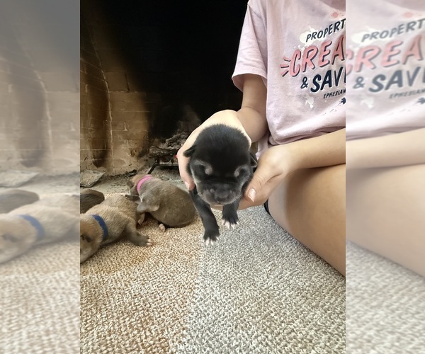 Medium Photo #10 German Shepherd Dog-Wolf Hybrid Mix Puppy For Sale in HAMILTON, TX, USA