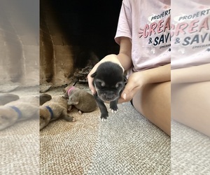 Medium German Shepherd Dog-Wolf Hybrid Mix