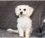 Small Photo #4 Bichon Frise Puppy For Sale in WAKARUSA, IN, USA