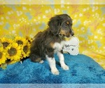 Small Photo #23 Bernedoodle-Poodle (Toy) Mix Puppy For Sale in BLACK FOREST, CO, USA