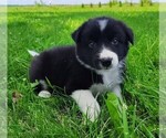 Small Photo #72 Border Collie Puppy For Sale in NORBORNE, MO, USA