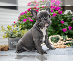 Medium French Bulldog