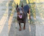 Small Doberman Pinscher