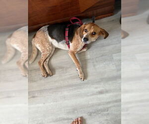 Beagle-Unknown Mix Dogs for adoption in Tampa, FL, USA
