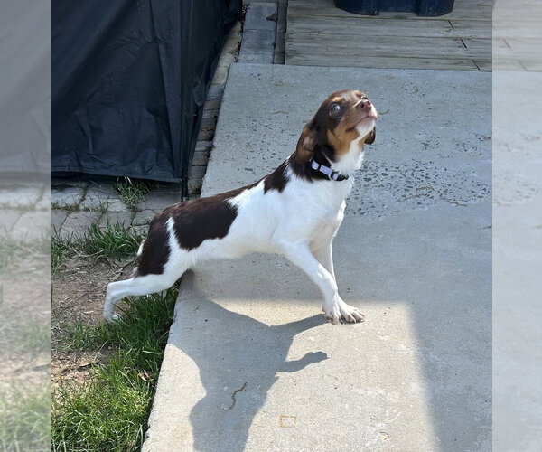 Medium Photo #2 Doxle Puppy For Sale in Mooresville, NC, USA