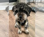 Small #9 Poodle (Miniature) Mix
