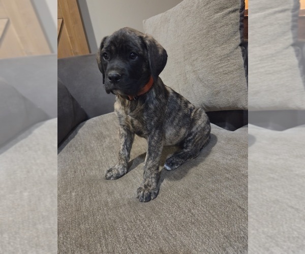 Medium Photo #2 Mastiff Puppy For Sale in WALNUT COVE, NC, USA