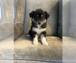 Australian Shepherd Puppy for sale in INDIANAPOLIS, IN, USA