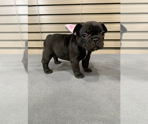 French Bulldog Puppy for sale in WEST PLAINS, MO, USA