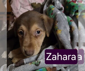 Australian Shepherd-Unknown Mix Dogs for adoption in Mechanicsburg, PA, USA