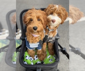 Australian Labradoodle Puppy for sale in WINDSOR, SC, USA