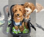 Ruby Sue  Chase - Male Australian Labradoodle Puppy for Sale - Small photo
