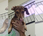 Small #2 Dachshund