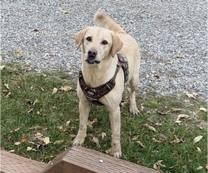 Mother of the Golden Labrador puppies born on 06/02/2025