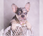 Small Photo #34 French Bulldog Puppy For Sale in WARSAW, IN, USA