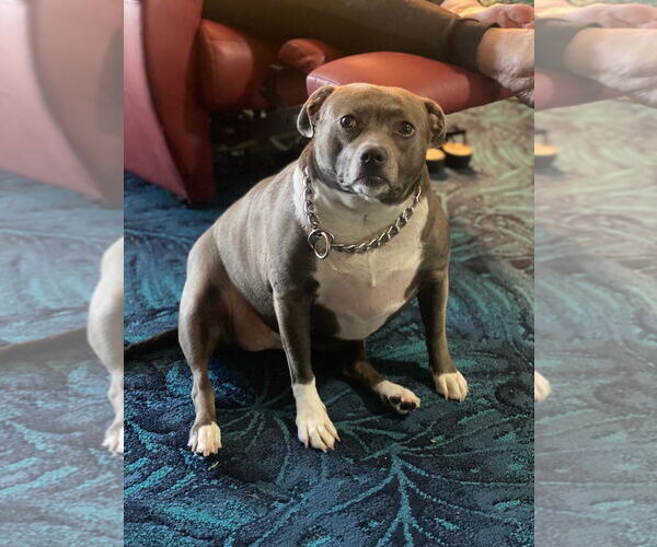 Medium Photo #2 Staffordshire Bull Terrier-Unknown Mix Puppy For Sale in Woodland Hills, CA, USA