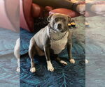 Small #1 Staffordshire Bull Terrier Mix