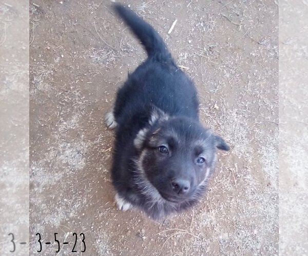 Medium Photo #20 German Shepherd Dog-Unknown Mix Puppy For Sale in Apple Valley, CA, USA