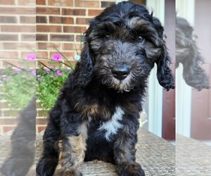 Aussiedoodle Puppy for sale in COLUMBIA, TN, USA