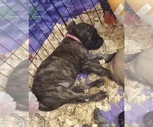 Mastiff Puppy for sale in FOWLERVILLE, MI, USA