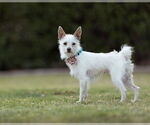 Small #2 Jack Russell Terrier Mix