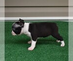 Small Photo #20 Boston Terrier Puppy For Sale in MACON, GA, USA