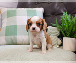 Image preview for Ad Listing. Nickname: Max