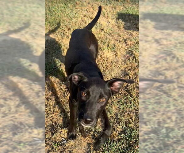 Medium Photo #6 Mutt Puppy For Sale in Tarrytown, GA, USA