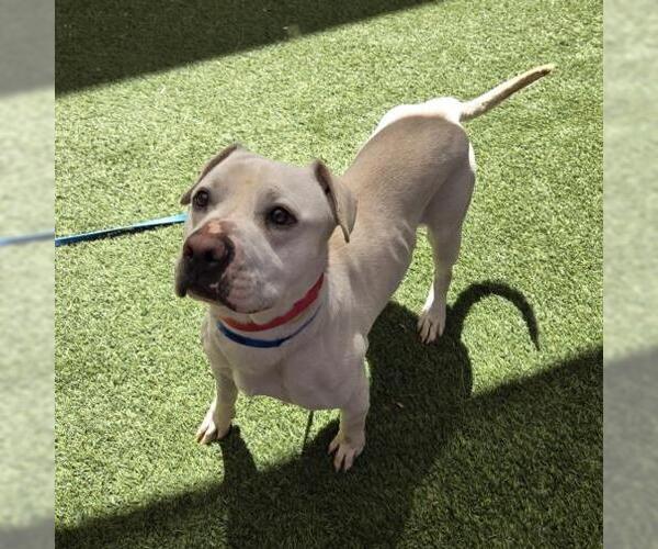 Medium Photo #1 Mutt Puppy For Sale in Las Vegas, NV, USA