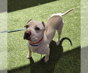 Mutt Dogs for adoption in Las Vegas, NV, USA