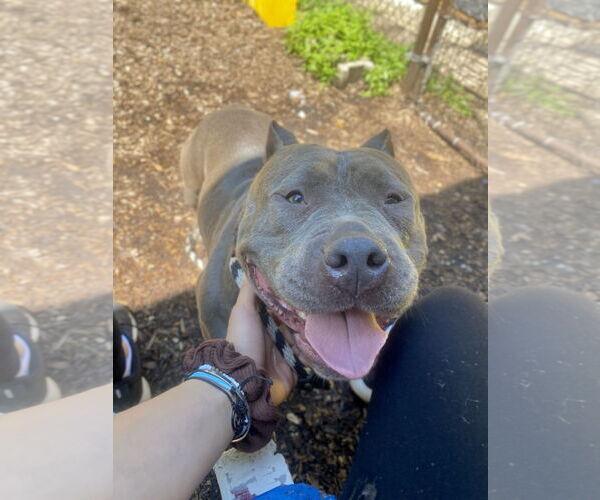 Medium Photo #12 American Pit Bull Terrier Puppy For Sale in Rockaway, NJ, USA
