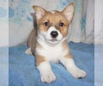 Small Photo #1 Pembroke Welsh Corgi Puppy For Sale in FORT PLAIN, NY, USA