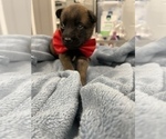 Small Photo #132 Belgian Malinois Puppy For Sale in REESEVILLE, WI, USA