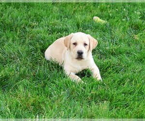 Labrador Retriever Puppy for Sale in SYRACUSE, Indiana USA