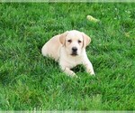 Image preview for Ad Listing. Nickname: Aster