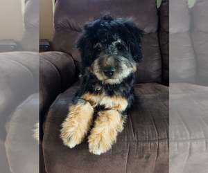 Aussiedoodle Miniature  Puppy for Sale in UNIONVILLE, Iowa USA