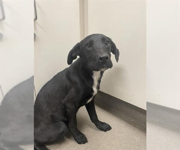 Medium Photo #1 Labrador Retriever-Unknown Mix Puppy For Sale in HESPERIA, CA, USA